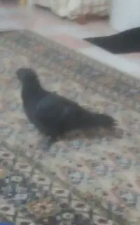 چهارتا کبوتر زینتی ارزان