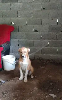 سگ ماده 3ماه تربیت شده