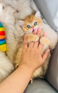گربه چشم قشنگ