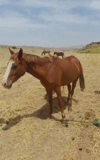 اسب مادیون