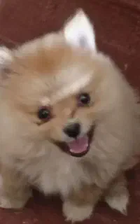 سگ پامر ۴ ماه باهوش