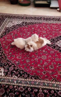 دو عدد خرگوش لوپ نر و ماده