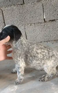 توله سگ شکاری