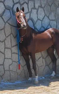 اسب عرب