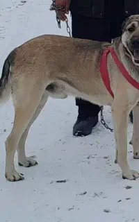 سگ سرابی