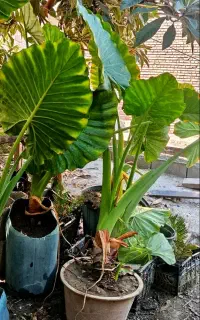 گل باباآدم