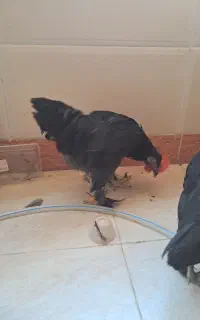 خروس سیاه مرندی، برهما