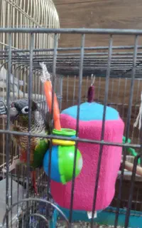 طوطی گرینچیک یک ساله