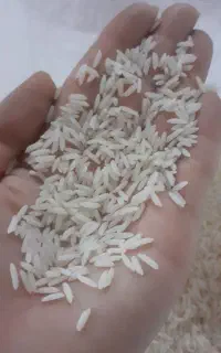 برنج محلی هاشمی محصول خودمون