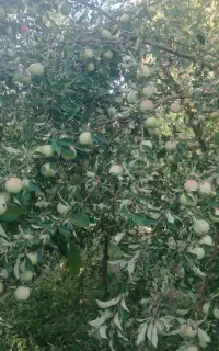 سیب بهاری