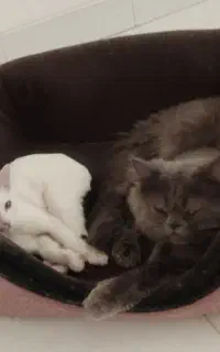 گربه نر و ماده