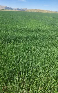 نیازمند یک کارگر ابیاری بارانی وقطره