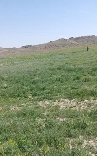 فروش علف ومرتع