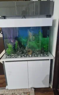 اکواریوم