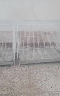 قفس