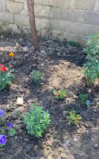 ورمی کمپوست