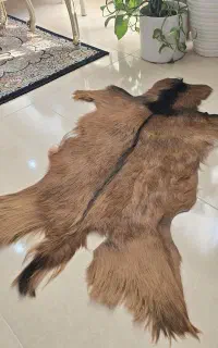 پوست بز تزئینی