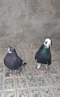 یک کفتر گمشده