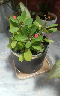 گل های طبیعی