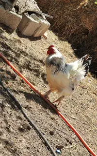 خروس برهما