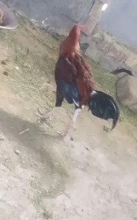 خروس لاری