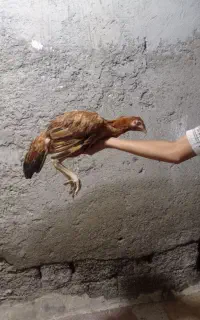 خروس ومرغ