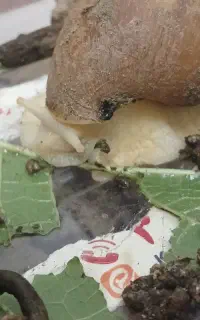 حلزون