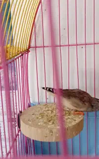 فنچ ماده