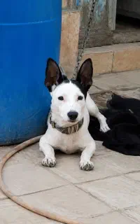 سگ شیواوا