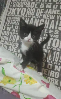 واگذاری گربه (رایگان)