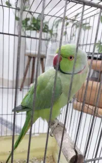 طوطی میسونیم