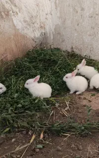 بچه خرگوش