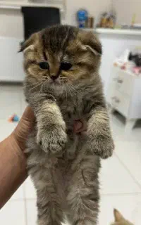 گربه اسکاتیش گلدن شیدد صورت عروسکی