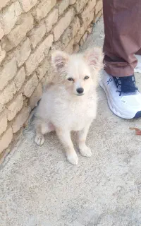 سگ نژاد پارمین