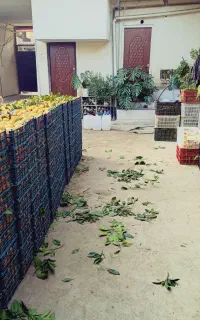 خریدار نارنگی ژاپنی
