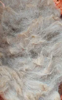 پشم گوسفند