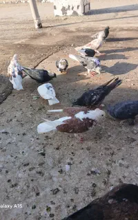 کبوتر