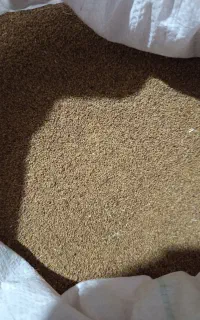 بذر یونجه تمیز وضمانتی