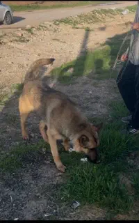 واگذاری مالینویز ژرمن