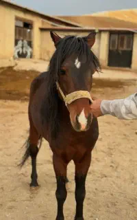 سیلمی پونی