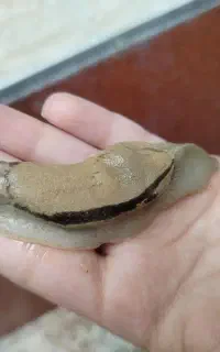 حلزون آفریقای از کوچک تا بزرگ