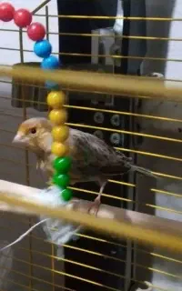 قناری ماده آماده