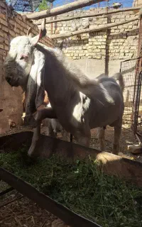 چپیش