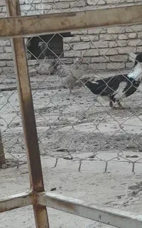 اردک بومی فقط تماس پاسخ داده میشود