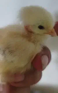 فروش جوجه محلی وگردن لختی