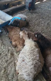 بره گوسفند میش