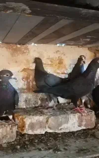 ماکت کبوتر