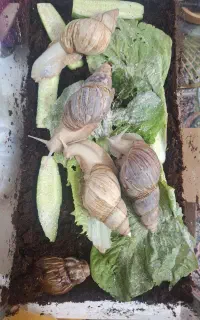 حلزون مولد 15 سانتی