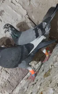 ماده قره سبز آلمانی