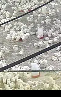 فروش جوجه محلی اصلاح نژاد شده
